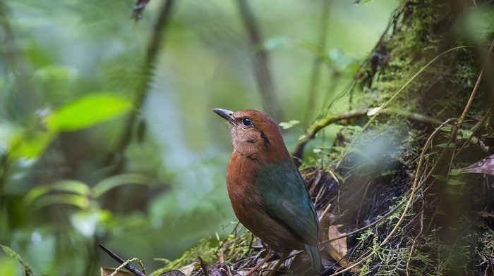 birds, animals