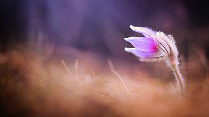 macro, plants