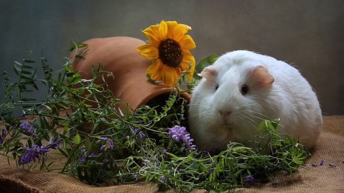 wisteria, animals, mammals, sunflowers, guinea pigs, flowers, flowerpot