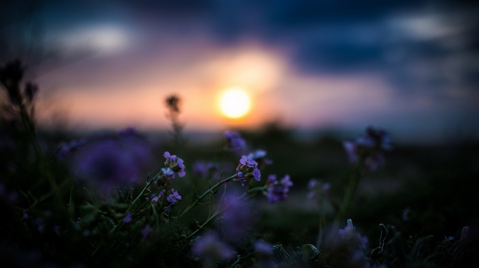 depth of field, flowers, nature, purple flowers