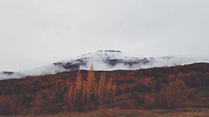 forest, mountains, clouds, landscape