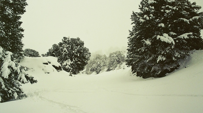 trees, landscape, winter