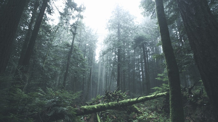 forest, trees, mist