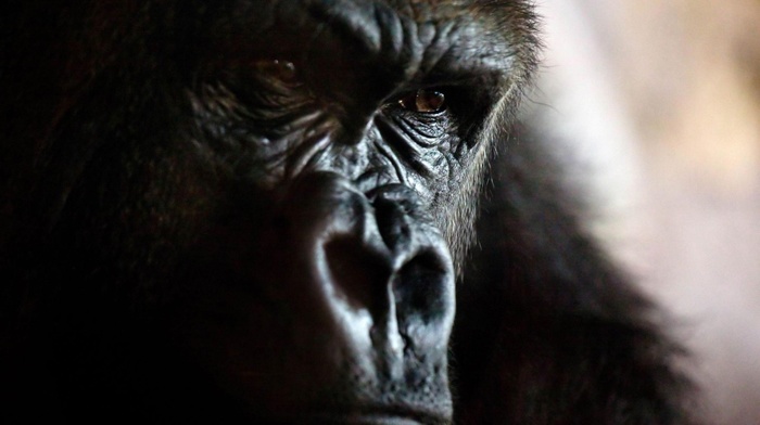 face, animals, gorillas, closeup