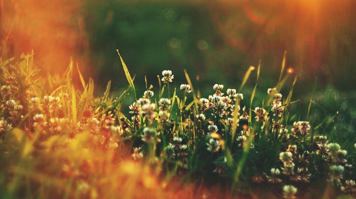 grass, depth of field, plants, sunlight, flowers
