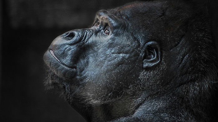 gorillas, closeup, animals