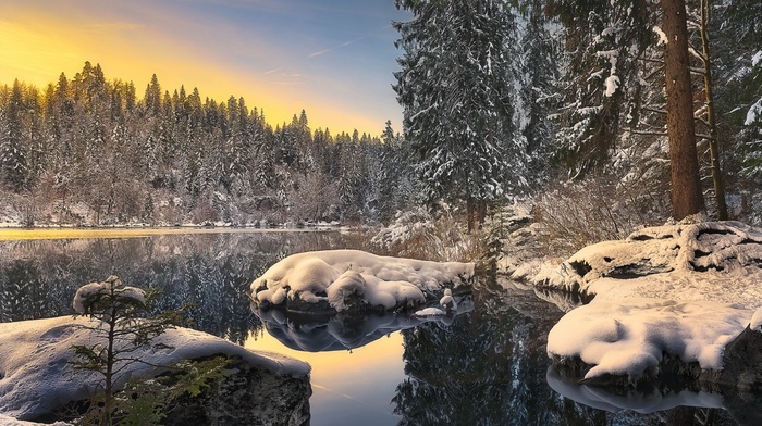 trees, landscape