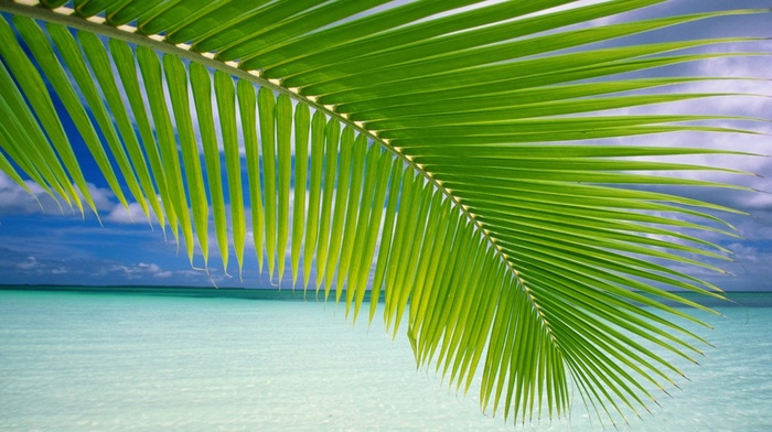 beach, palm trees, landscape