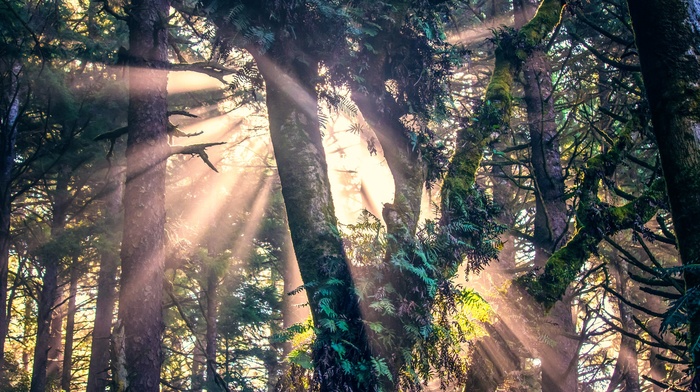 sunlight, forest, trees, nature