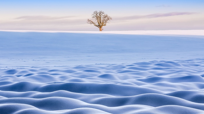 snow, landscape, trees, winter