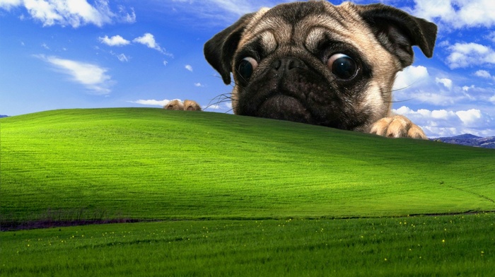 Windows XP, dog, pug