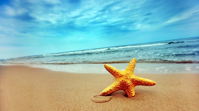 nature, starfish, beach