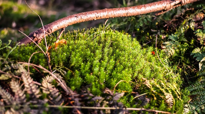 moss, nature, forest