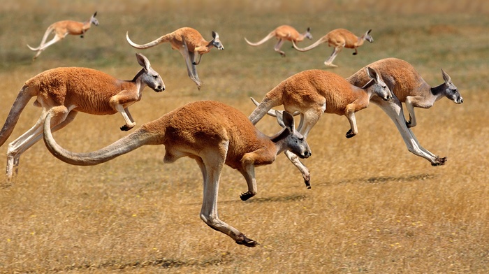 animals, kangaroos