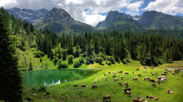 lake, Italy, animals, grass, pine trees, trees, cow, nature, mountains, Alps, reflection, water, forest, landscape, field, clouds