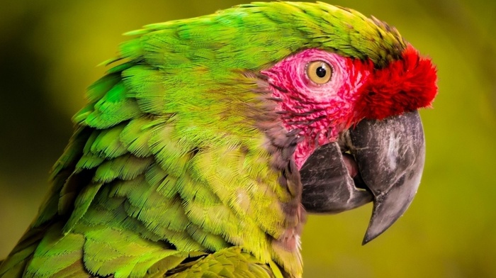 closeup, parrot, green, birds, animals