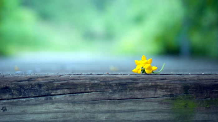 macro, flowers