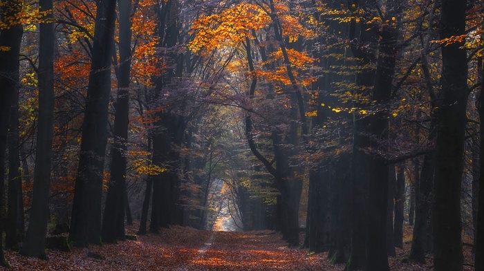 photography, forest, trees, landscape, sunlight, fall, nature, path, leaves