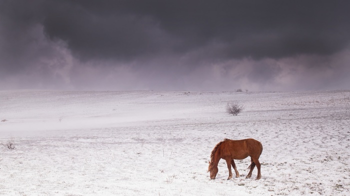 sky, mountains, horse, Crimea, snow