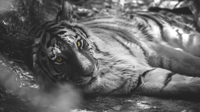 tiger, selective coloring, animals