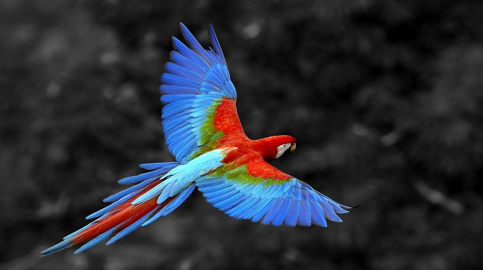 parrot, animals, selective coloring