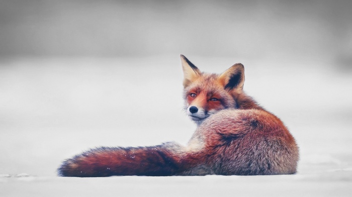 simple background, fox