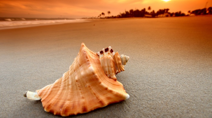 sand, sea, seashells, waves, beach, sunset, nature