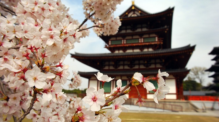 building, closeup, cherry blossom, Japan, Asian architecture