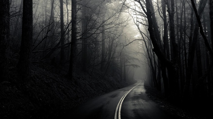 road, trees, monochrome