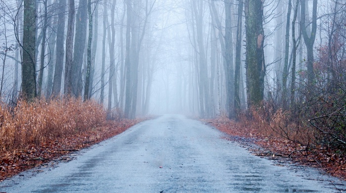 road, forest