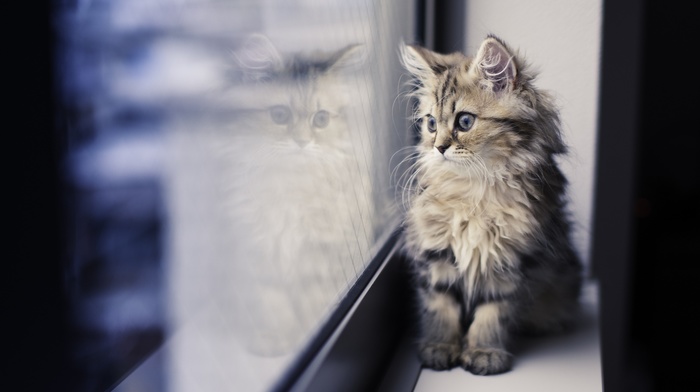 window, cat, paws, reflection