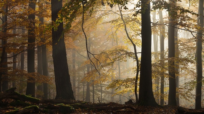 leaves, nature, beech, trees, landscape, sunlight, atmosphere, morning, yellow, Germany, fall, forest