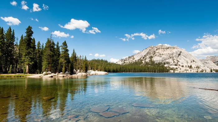 forest, pine trees, nature, california, hills, lake, landscape, Yosemite National Park