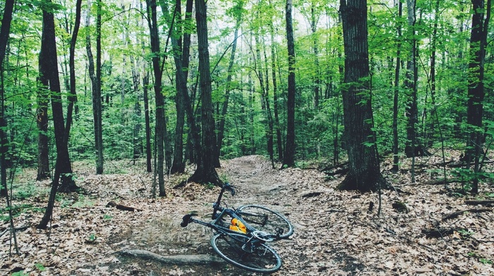 bicycle, trees, forest