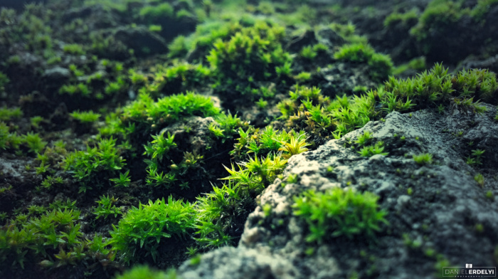green, photography, blue, nature, rock, moss