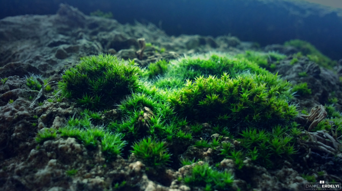 nature, green, blue, rock, photography, moss