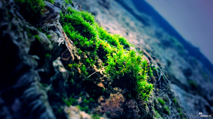moss, photography, rock, nature, blue, green
