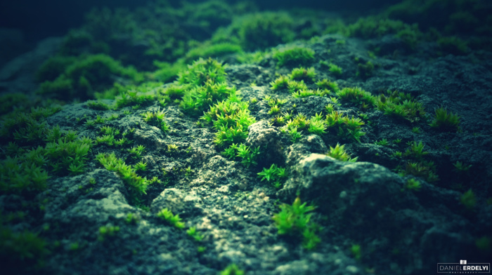 photography, green, blue, rock, nature, moss