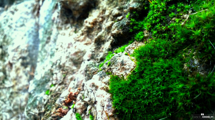 photography, green, plants, nature, moss, rock, blue
