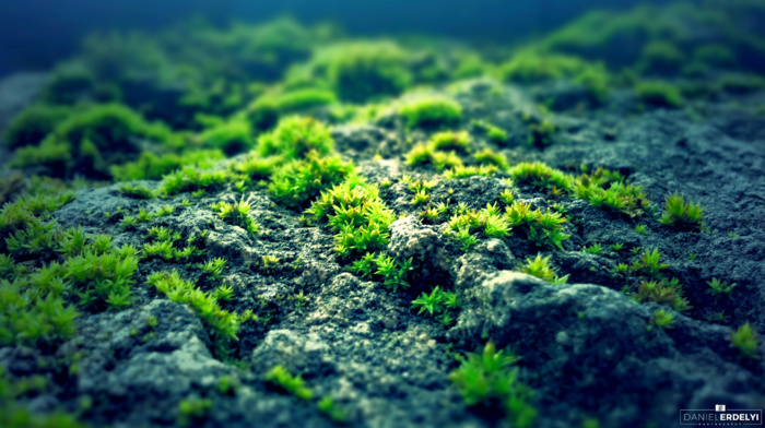 nature, blue, moss, photography, rock, green