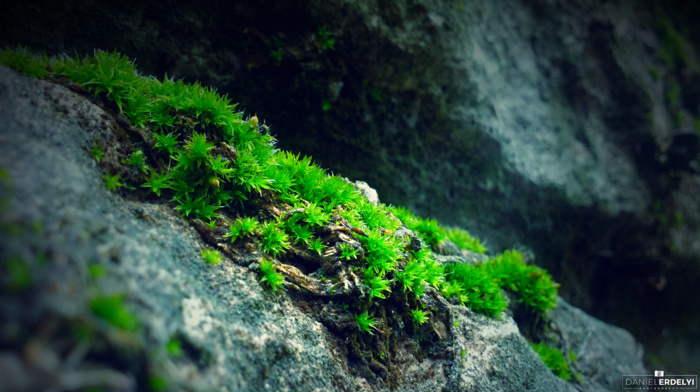 moss, blue, rock, photography, nature, green