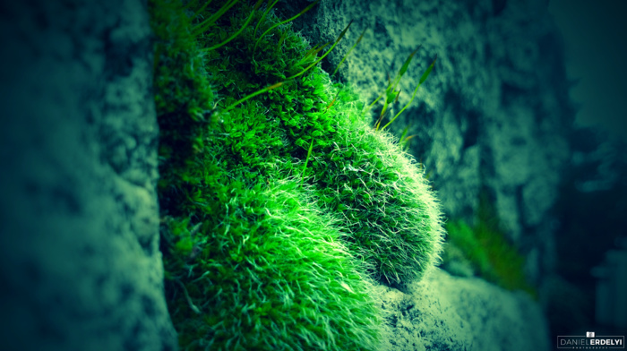 rock, moss, blue, green, photography, nature