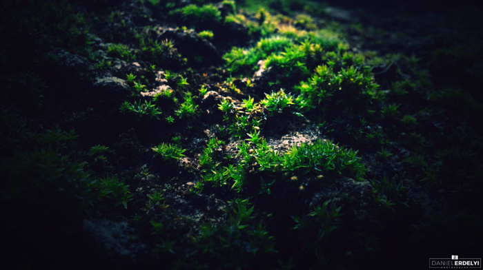 green, moss, macro, photography