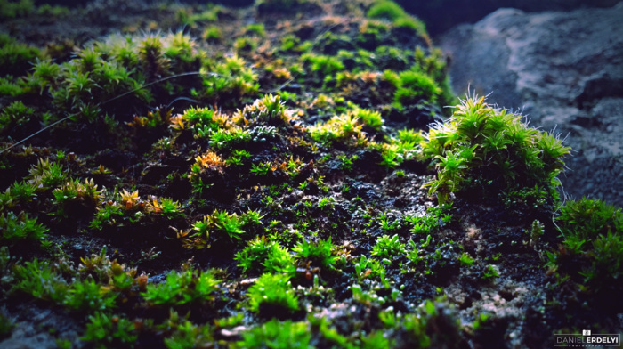 moss, macro, green, photography