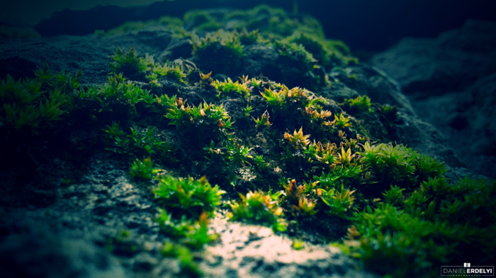 photography, green, macro, moss