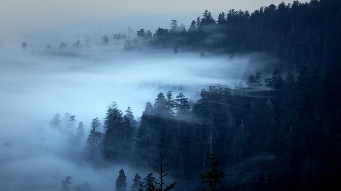 pine trees, landscape, nature, forest, trees, morning, mist