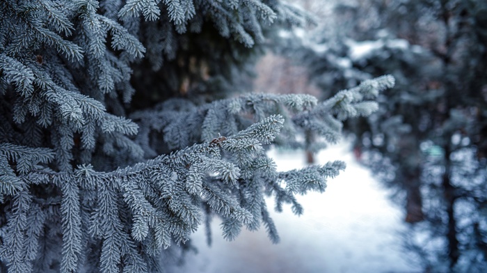 conifer, depth of field, winter, trees, forest, snow
