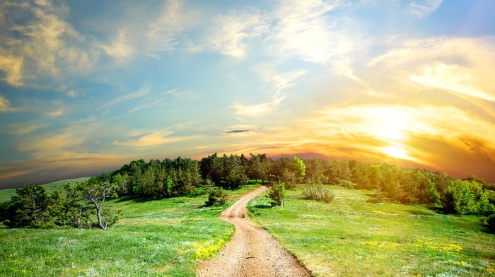 forest, road, sky