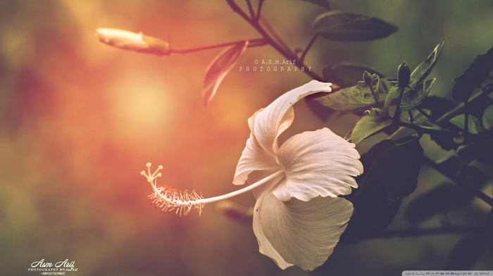 flowers, hibiscus, nature, filter