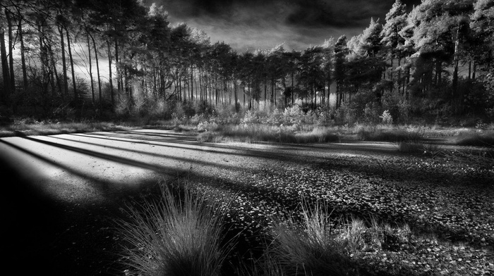 monochrome, shadow, forest, morning, nature, sunlight, clouds, trees, swamp, shrubs, landscape